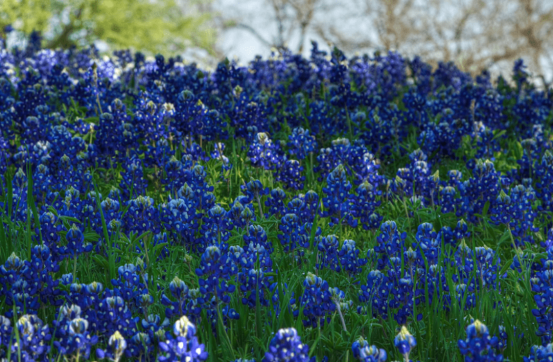 Texas Bluebonnet, Lupinus texensis