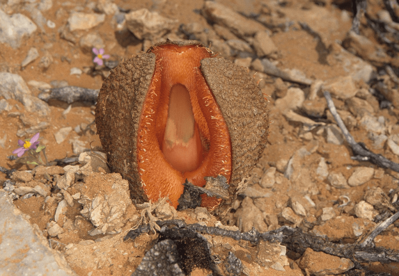 Hydnora africana