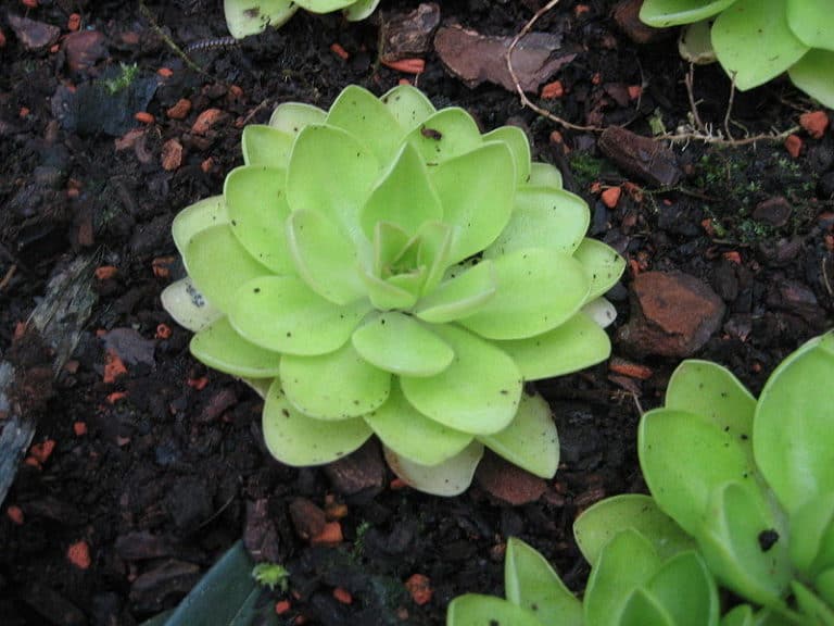 Butterwort l Fascinating Variety Our Breathing