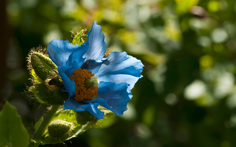 Himalayan Blue Poppy, Meconopsis betonicifolia