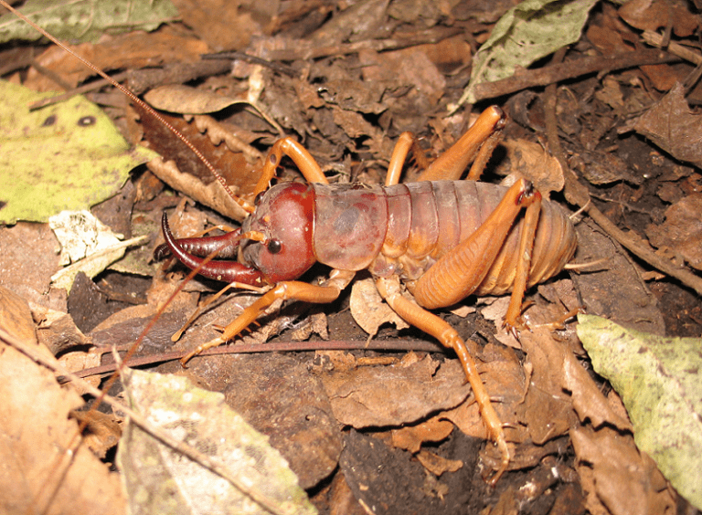 Giant Weta l Stunning Specimen Our Breathing