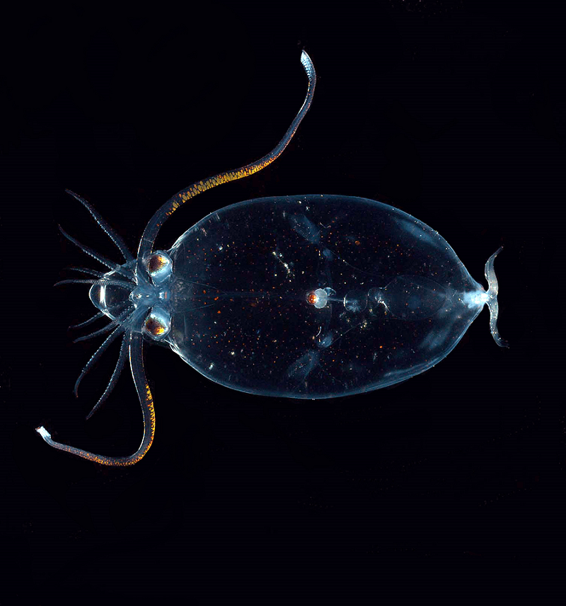 Glass Squid, Cranchiidae