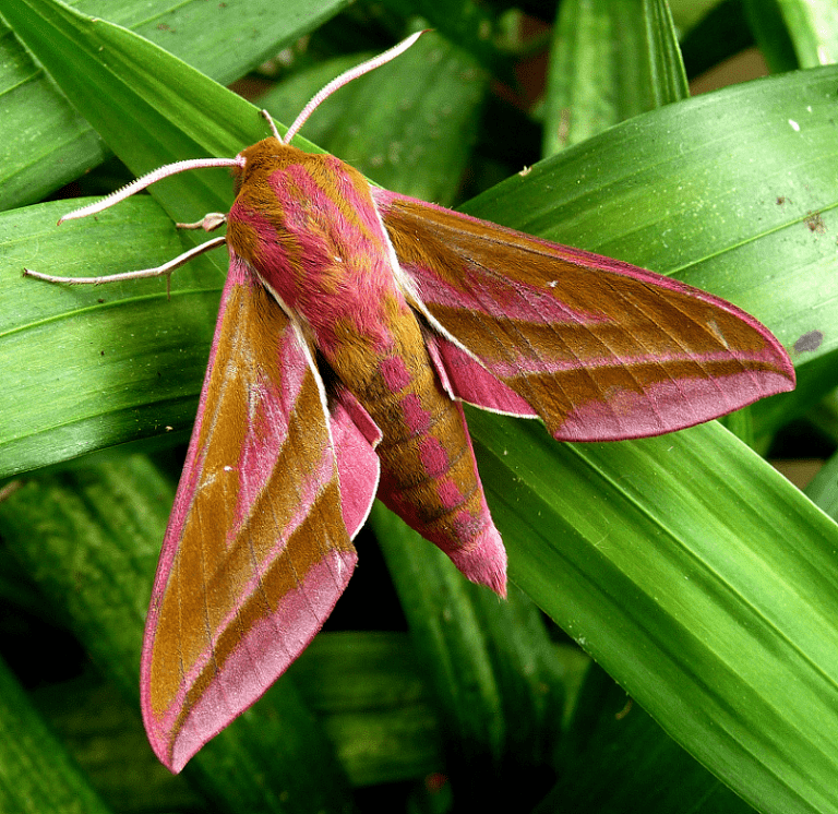 Elephant Hawk Moth l Startling Vision - Our Breathing Planet