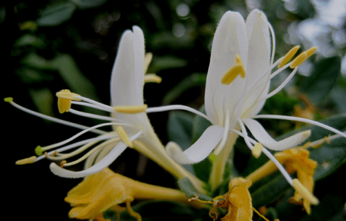 4 Herbaceous Plants of England