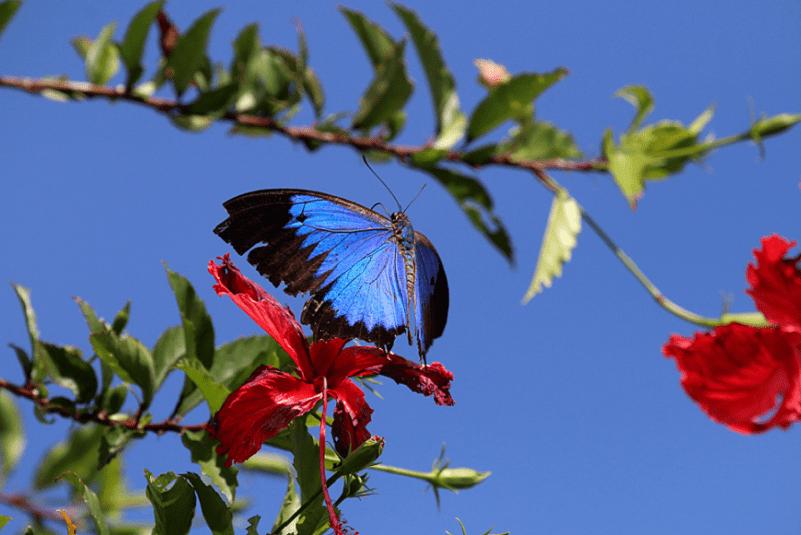 Ulysses Butterfly, Papilio ulysses