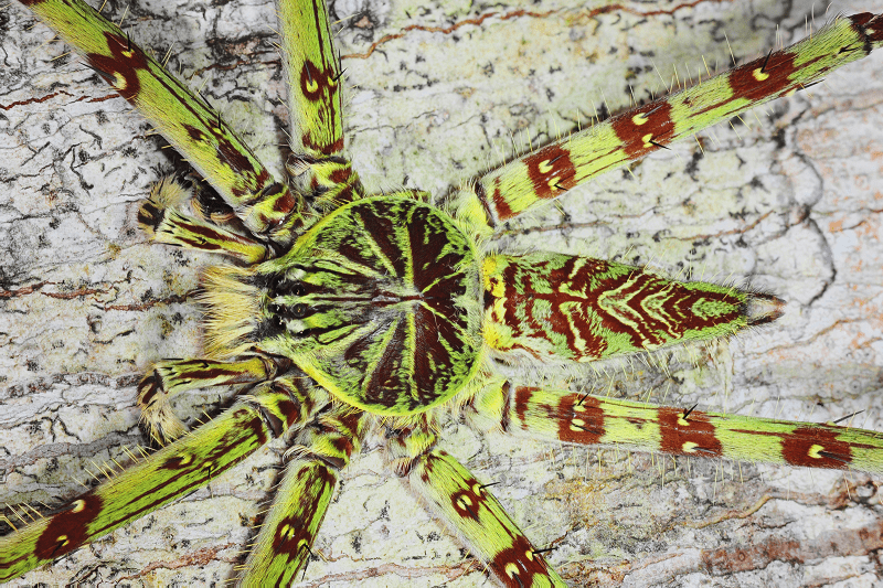 Lichen Spider, Pandercetes gracilis