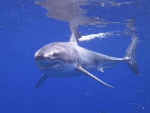 Great White Shark, Carcharodon carcharias