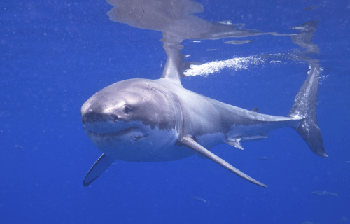 7 Stunning Atlantic Ocean Sharks