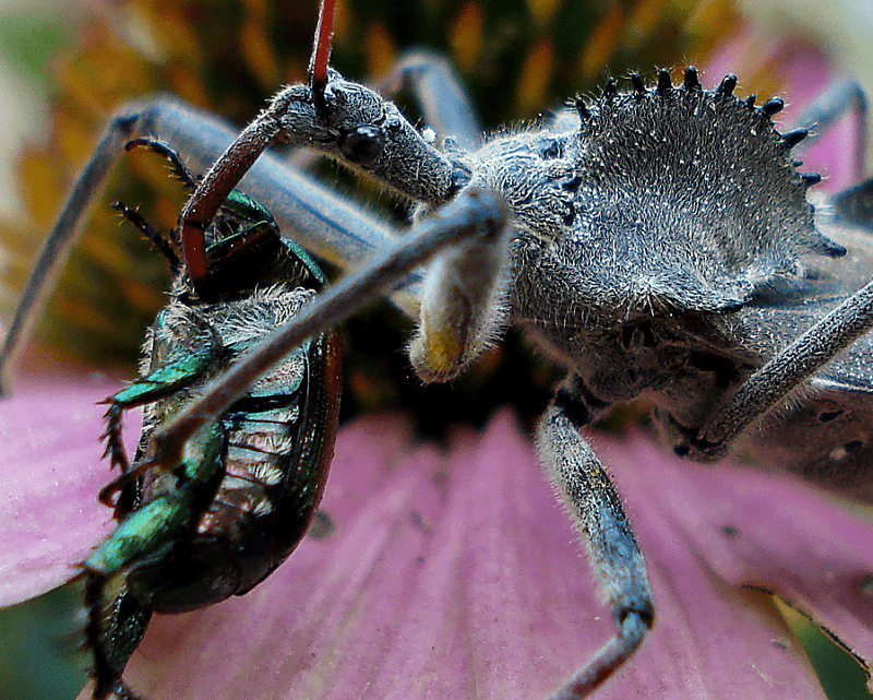 Wheel Bug, Arilus cristatus
