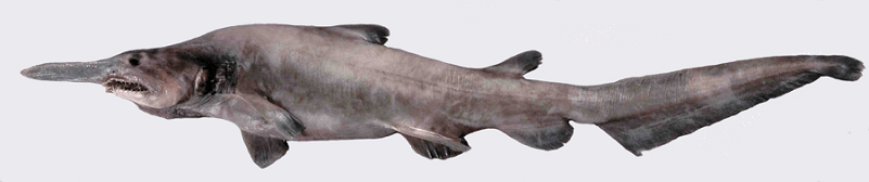 Goblin Shark, Mitsukurina owstoni