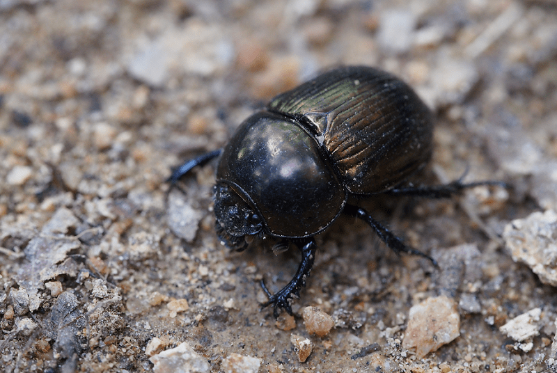 Scarab Beetle, Scarabaeidae