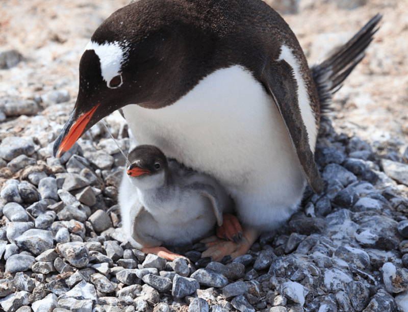 Gentoo Penguin, Pygoscelis papua