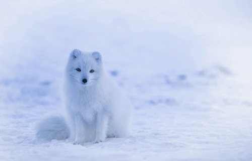 5 Wonderful North American Wild Canines