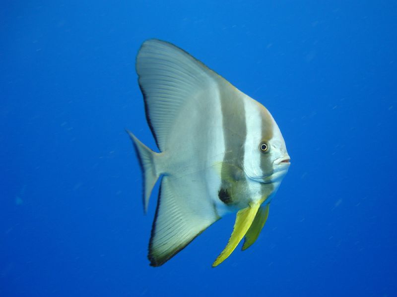 Longfin Batfish, Platax teira