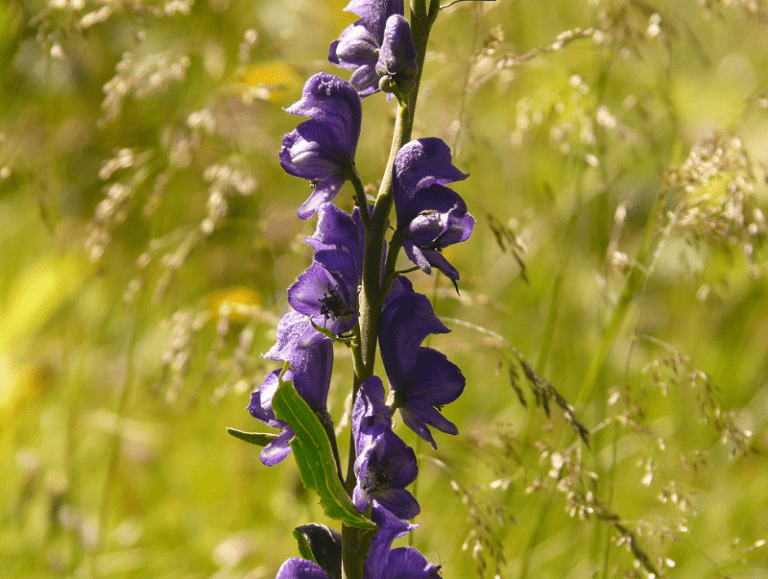 wolfsbane poisonous wolfsbane poisonous