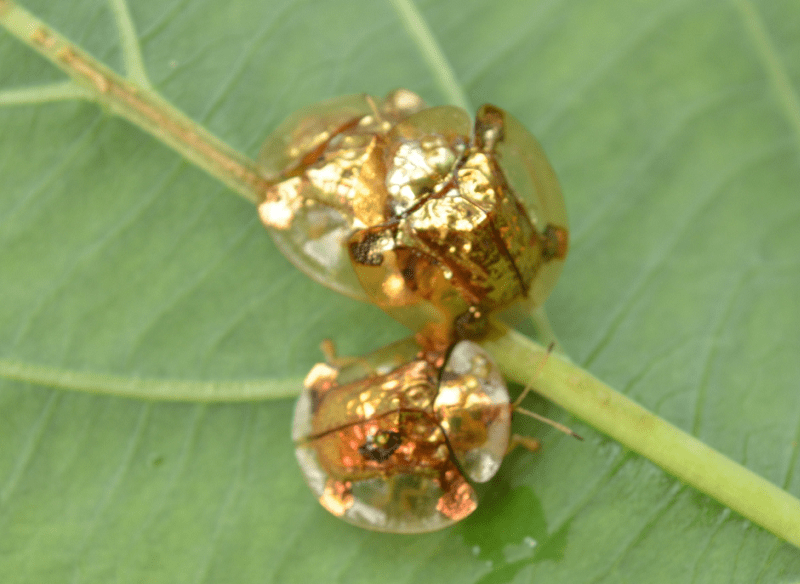 Golden Tortoise Beetle, Charidotella sexpunctata