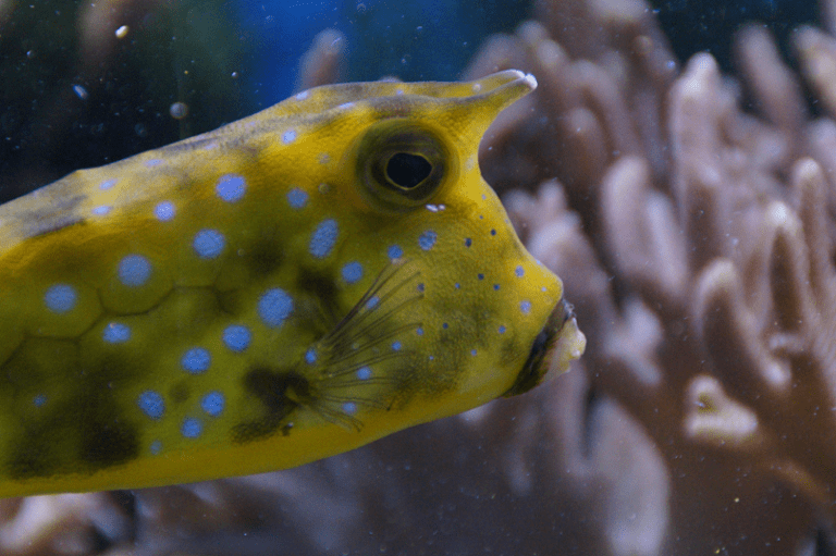 Boxfish l Dazzling Small Creature Our Breathing