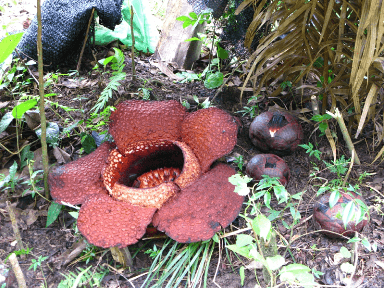 Rafflesia arnoldii Awesome Bloom Our Breathing
