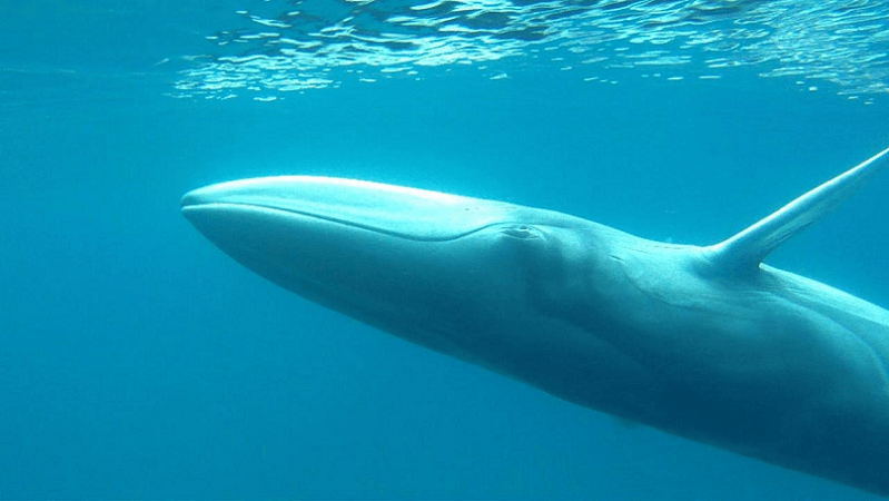 Dwarf Fin Whale, Balaenoptera omurai