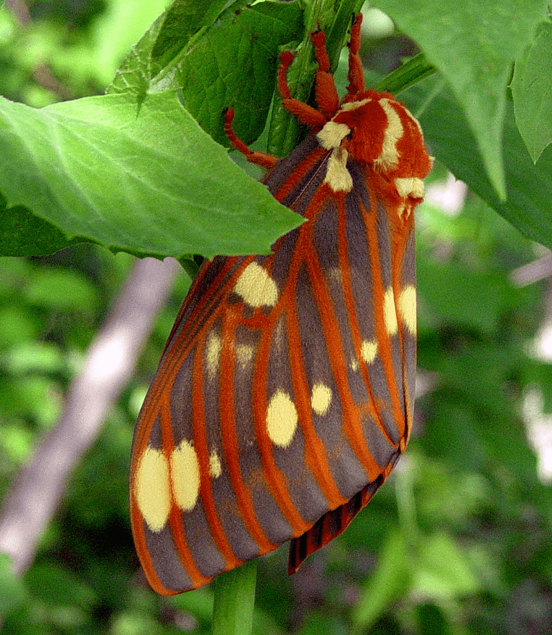 Regal Moth, Citheronia regalis