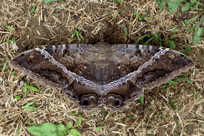 Black Witch Moth, Ascalapha odorata