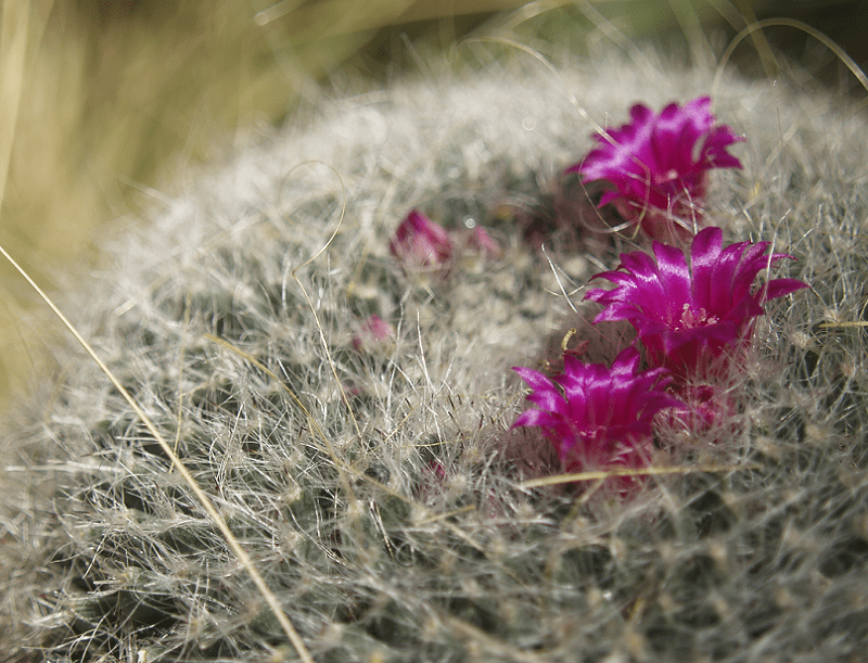 Old Woman Cactus, Mammillaria hahniana