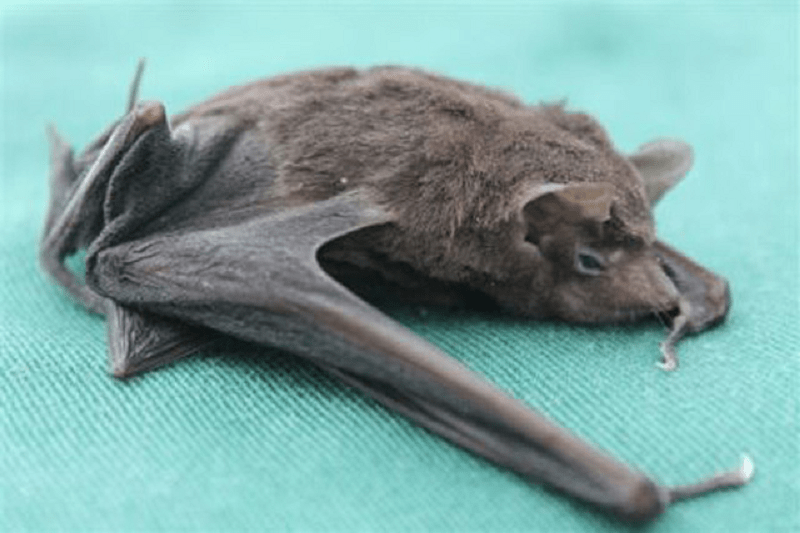 Seychelles Sheath-Tailed Bat, Coleura seychellensis