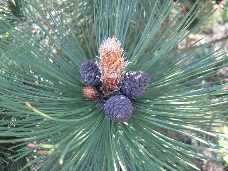 Bosnian Pine, Pinus heldreichii