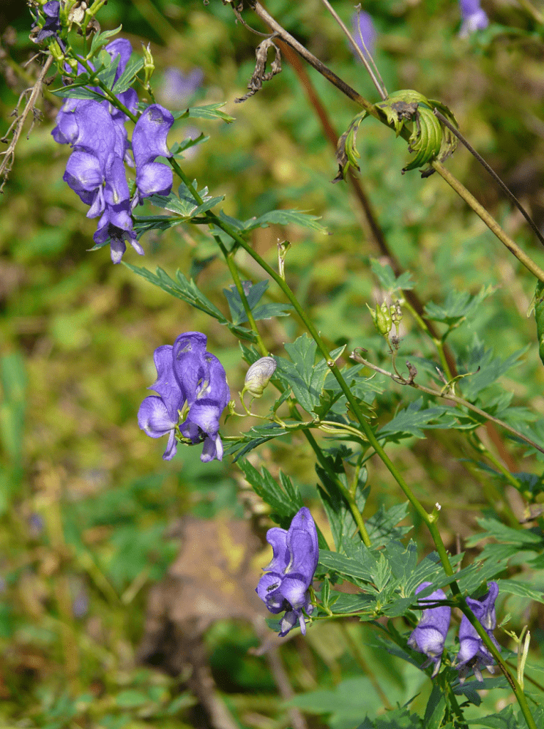 wolfsbane upgrades wolfsbane upgrades