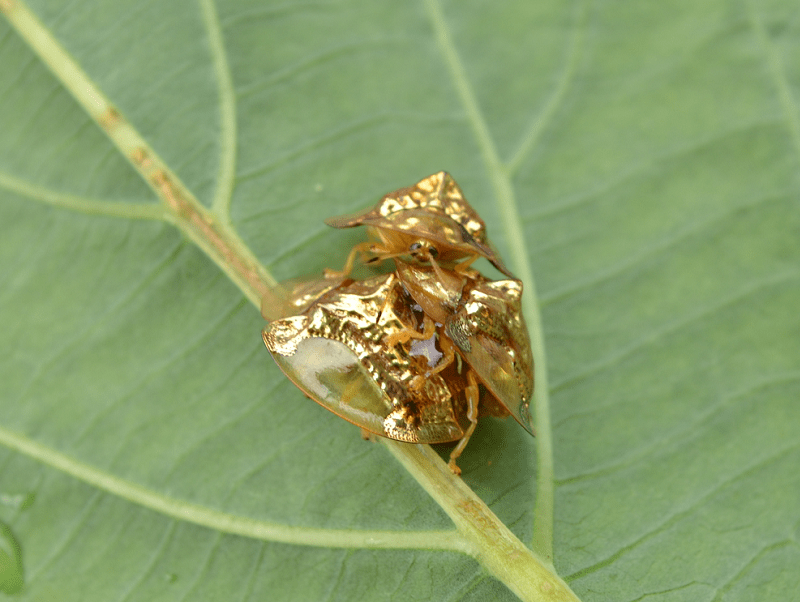 Golden Tortoise Beetle, Charidotella sexpunctata