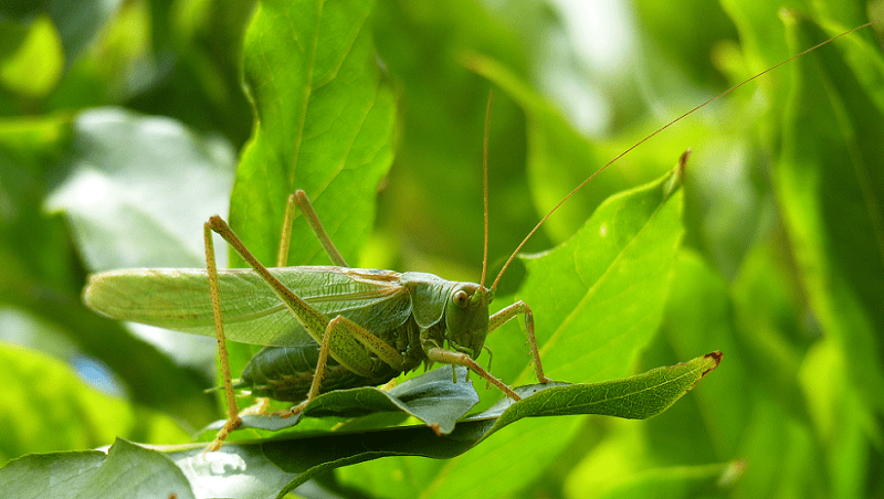 Green Bush Cricket, Tettigonia viridissima