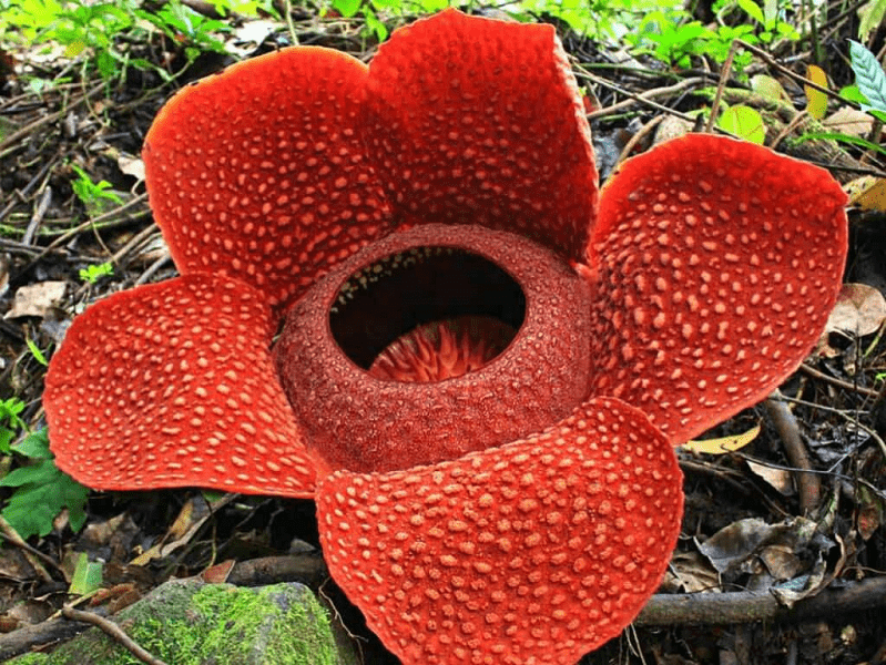 Rafflesia arnoldi