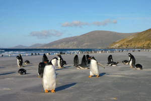 Gentoo Penguin, Pygoscelis papua