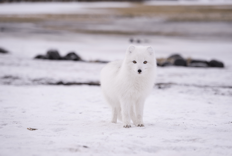 Arctic Fox, Vulpes lagopus