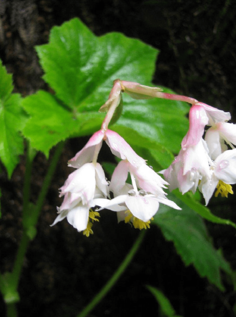 Hillebrandia, Hillebrandia sandwicensis