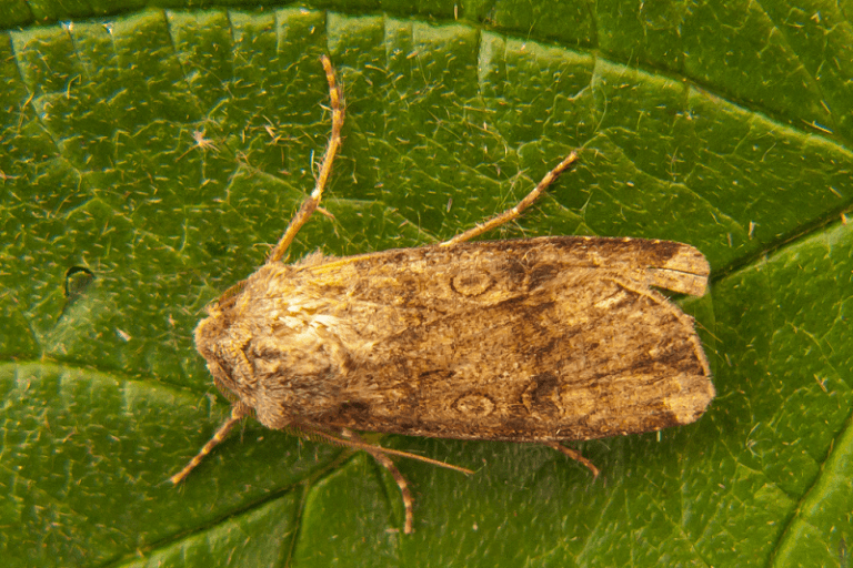 Turnip Moth l Devastating Lepidoptera Our Breathing