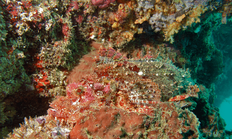 Tassled Scorpionfish, Scorpaenopsis oxycephala