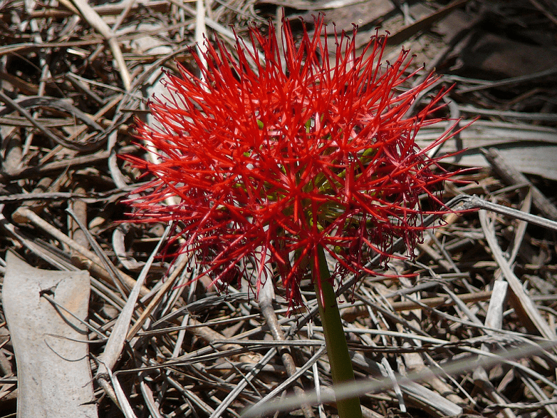 Blood Lily, Scadoxus