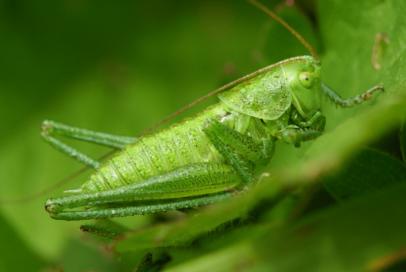 Green Bush Cricket, Tettigonia viridissima