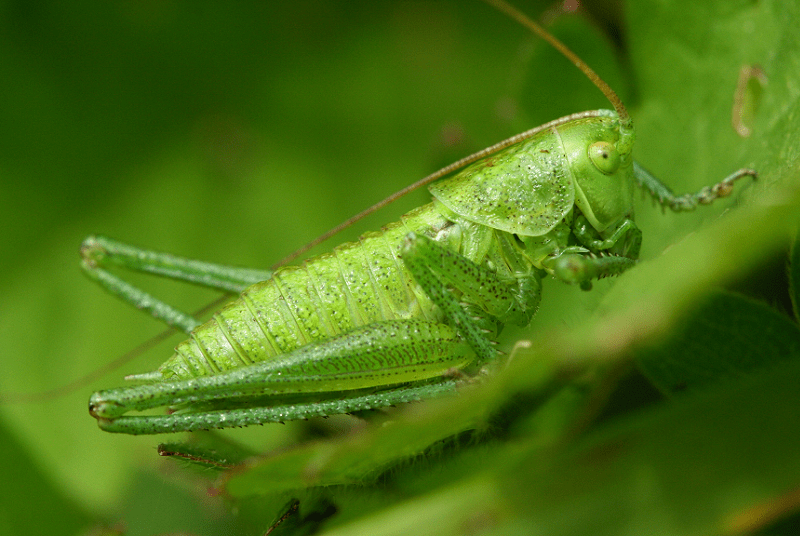 Green Bush Cricket L Awesome Insect Our Breathing Planet