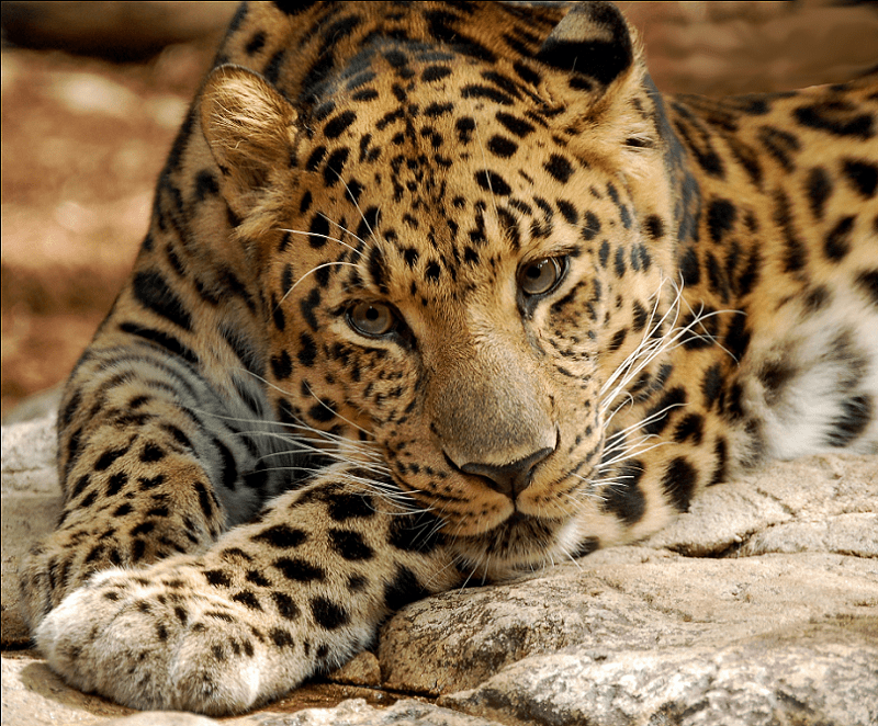 Amur Leopard, Panthera pardus orientalis