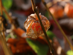 Chinese Lantern, Physalis alkekengi