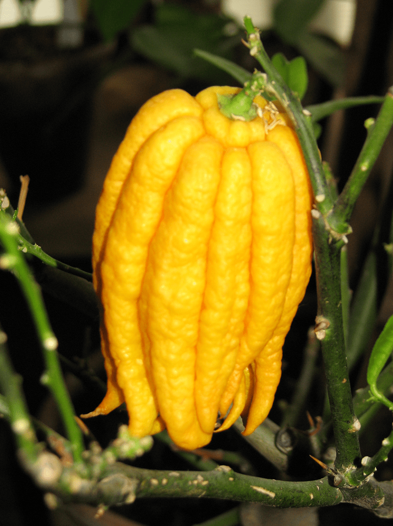 Fingered Citron, Citrus medica var. sarcodactylis