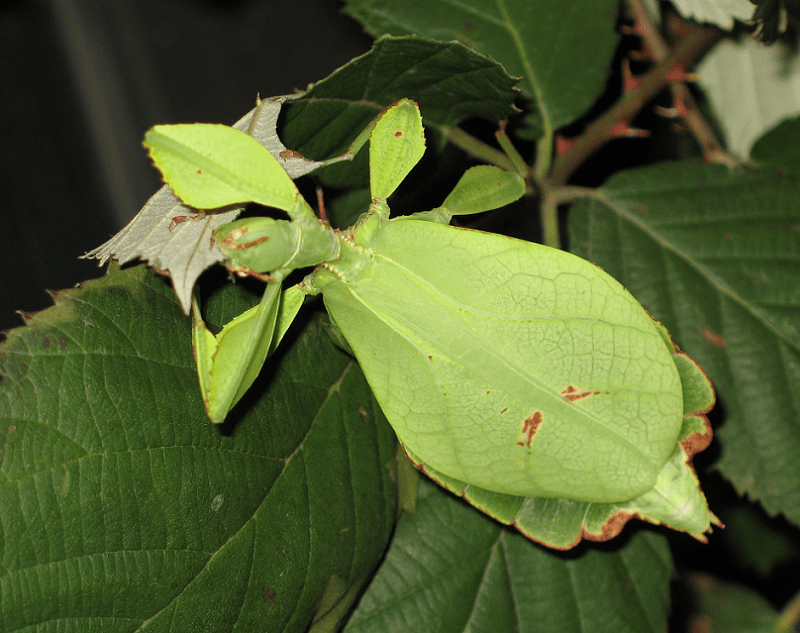 Phyllium Siccifolium