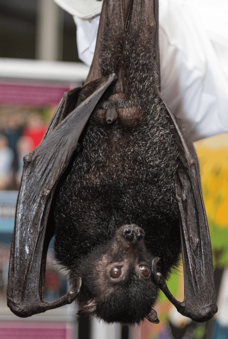 Malaysian Flying Fox l Shocking - Our Breathing Planet