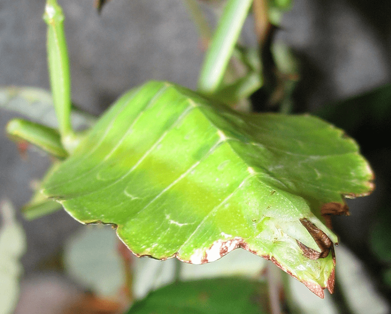 Phyllium Siccifolium