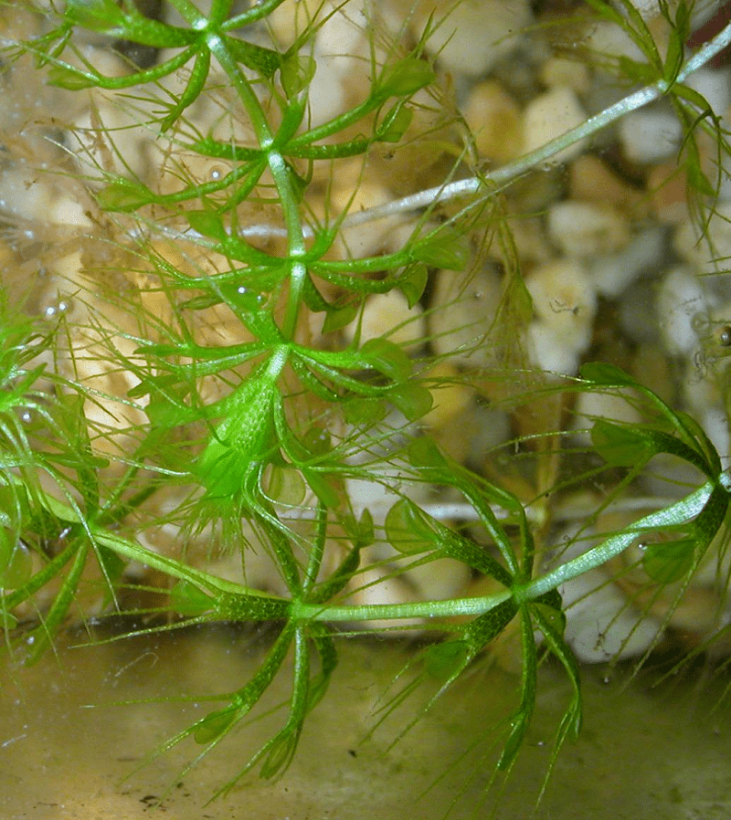 Waterwheel Plant, Aldrovanda vesiculosa