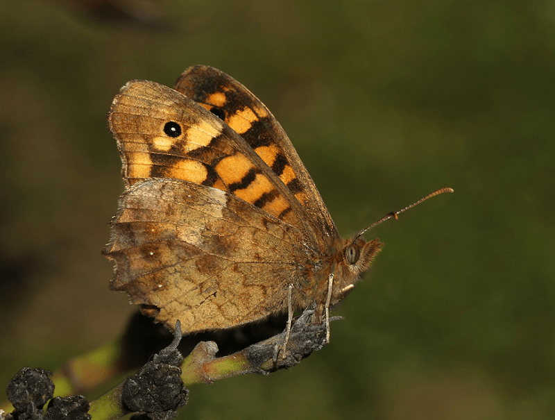 Mitchells satyr Butterfly, Neonympha mitchellii