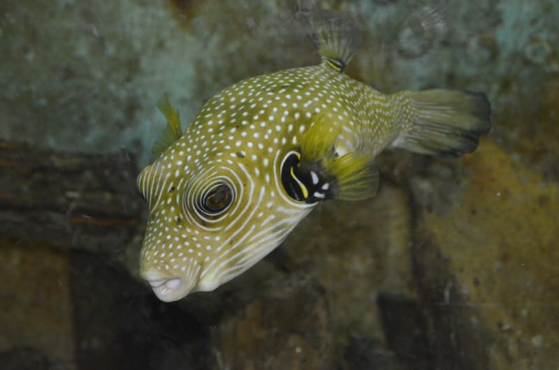 White Spotted Puffer, Arothron hispidus