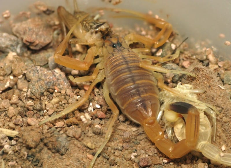 Deathstalker Scorpion, Leiurus quinquestriatus